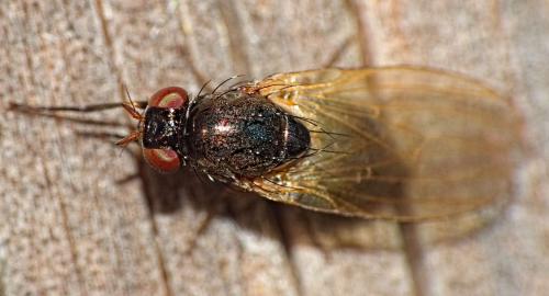 Réf. 352 404 : Calliopum sp.